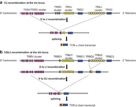 αβ T cell receptors as predictors of health and disease.